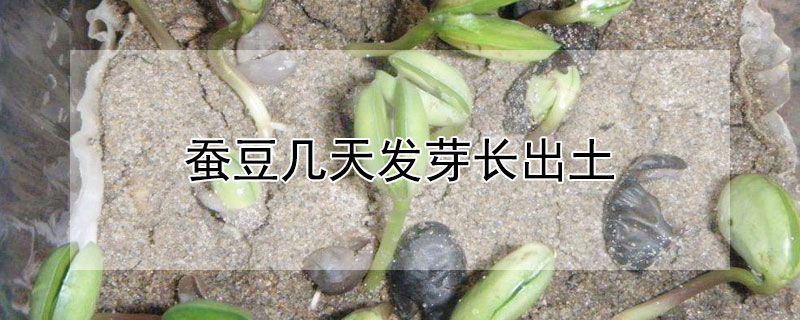 蚕豆几天发芽长出土（蚕豆几天发芽长出土豆）
