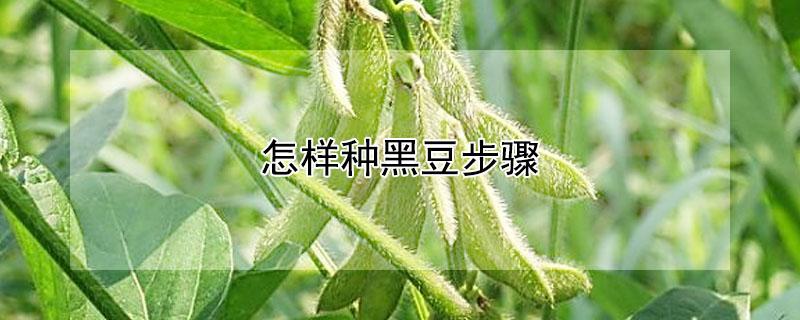 怎样种黑豆步骤 黑豆怎么种法