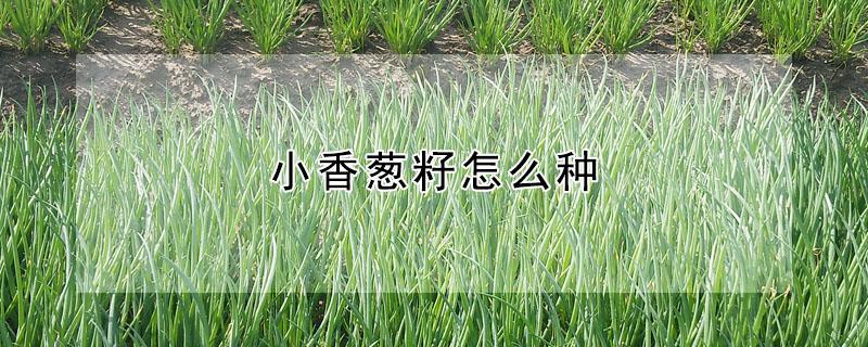 小香葱籽怎么种（小香葱籽怎么种植方法）