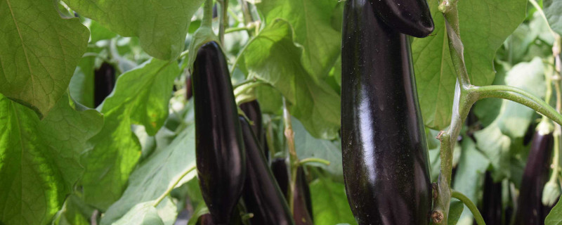 茄子发涩是什么原因 茄子又苦又涩