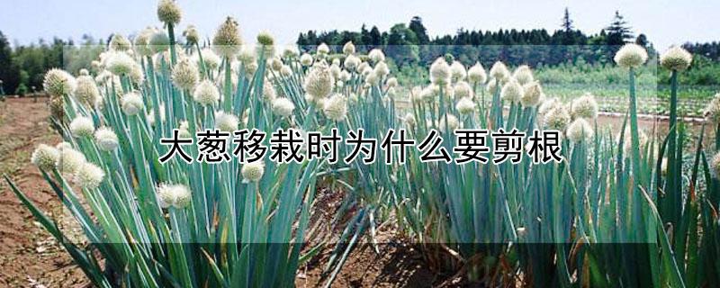 大葱移栽时为什么要剪根 栽大葱用剪须根吗
