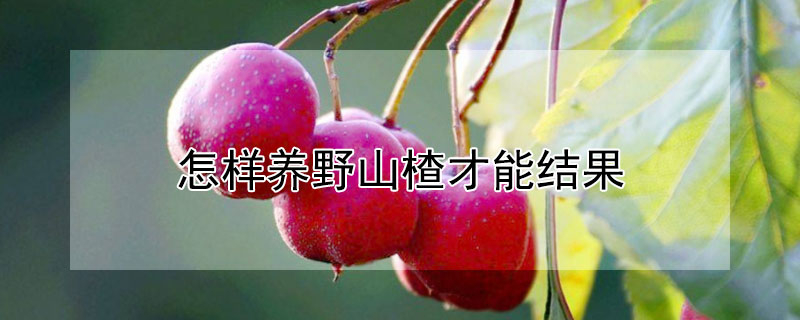 怎样养野山楂才能结果（怎样养野山楂才能结果呢）