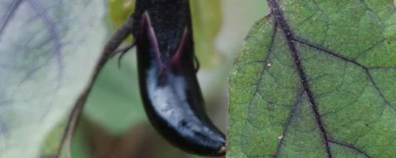 茄子着色不好的原因（茄子着色不好的原因是什么）