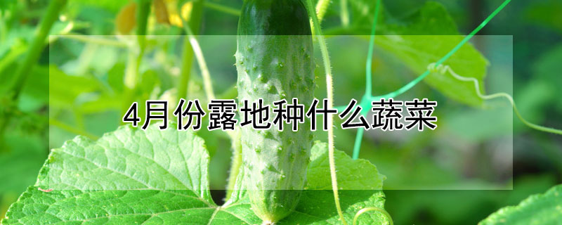 4月份露地种什么蔬菜 4月份露地种什么蔬菜好