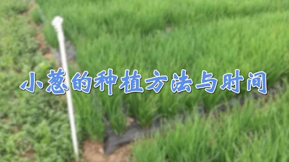 小葱的种植方法与时间（四季小葱的种植方法与时间）