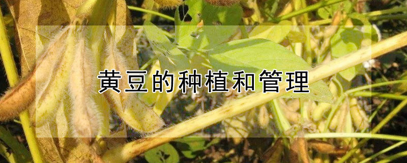黄豆的种植和管理（黄豆的种植和管理方法）