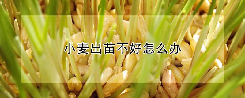 小麦出苗不好怎么办（小麦出苗不好怎么办从新播种可以吗）