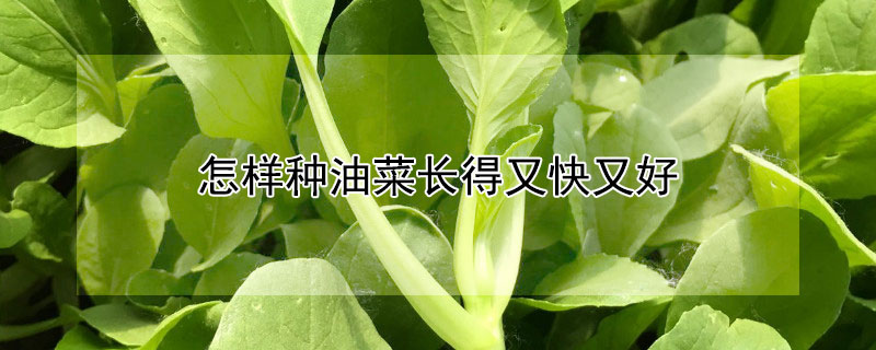 怎样种油菜长得又快又好 油菜怎么种好