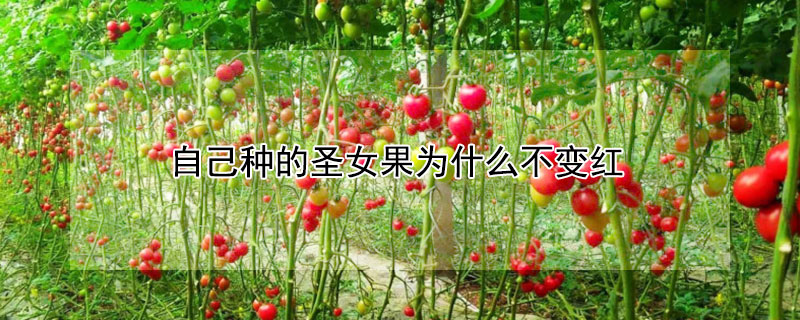 自己种的圣女果为什么不变红（圣女果一直不变红）