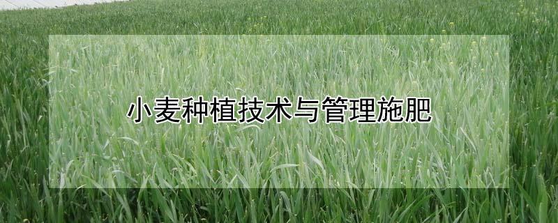 小麦种植技术与管理施肥 小麦种植技术与管理施肥课件
