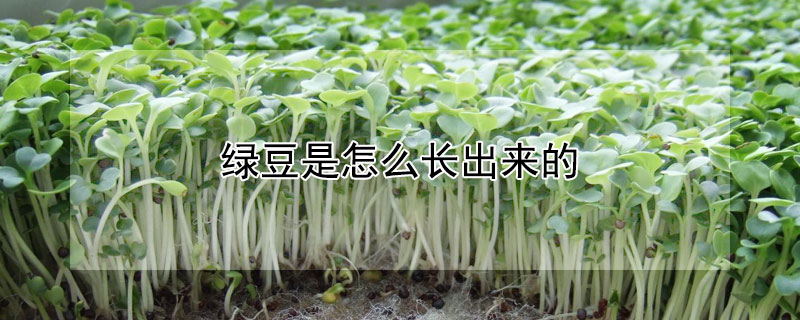 绿豆是怎么长出来的（绿豆是怎么长出来的?）
