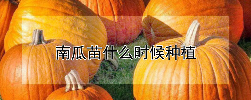 南瓜苗什么时候种植 南瓜苗什么时候种植最好