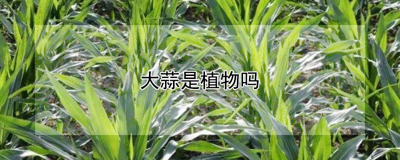 大蒜是植物吗（大蒜是植物吗图片）