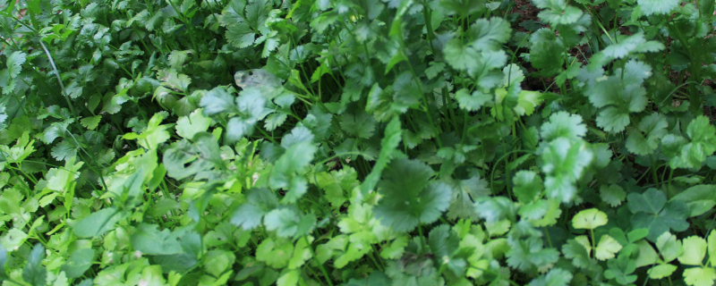 怎么种香菜出苗快 怎么种香菜出苗快呢