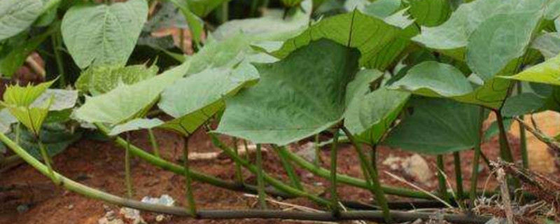 红薯秧怎么剪（红薯秧多长剪下来种）