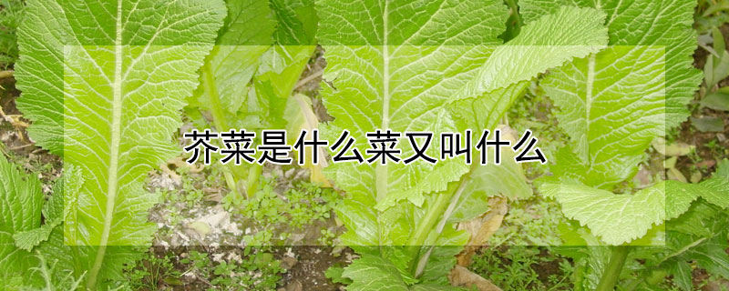 芥菜是什么菜又叫什么（芥菜是什么菜又叫什么菜）