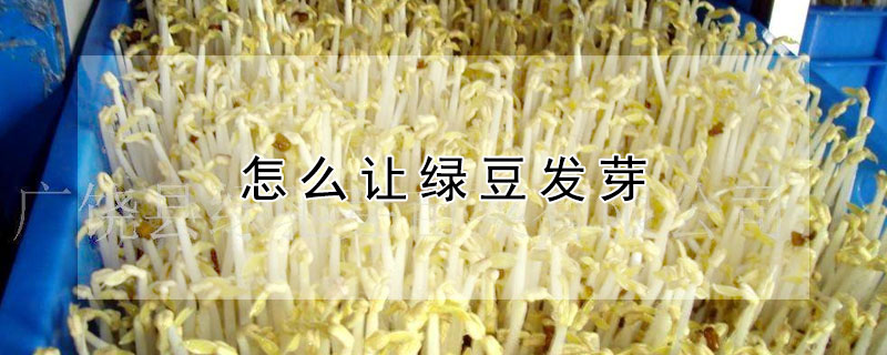 怎么让绿豆发芽 怎么让绿豆发芽成小苗