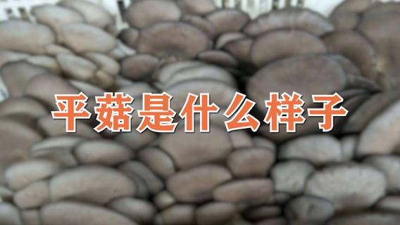平菇是什么样子 平菇是什么样子光遇