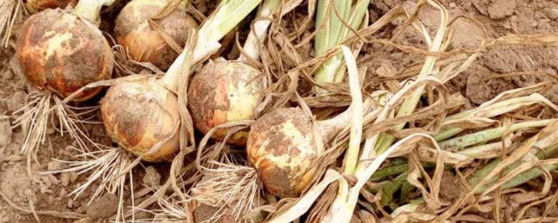 毛葱的种植方法和时间（毛葱什么时间种植最合适）