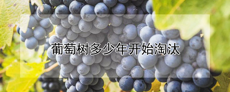 葡萄树多少年开始淘汰（葡萄园几年淘汰葡萄树）