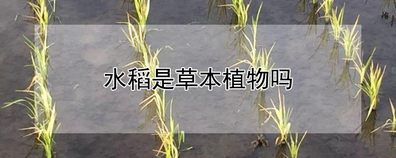 水稻是草本植物吗 水稻是草本植物吗图片