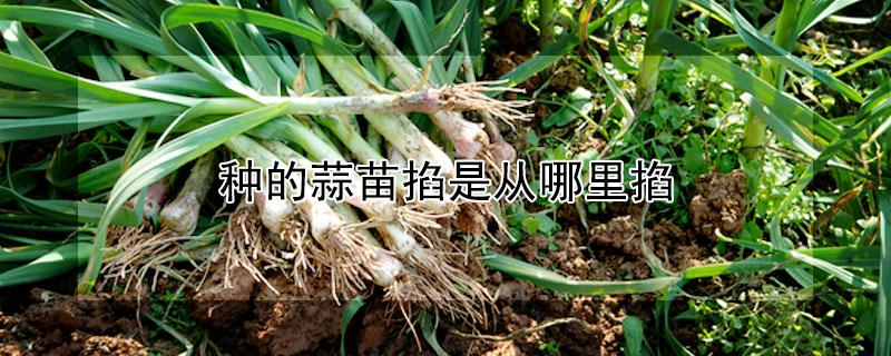种的蒜苗掐是从哪里掐（大蒜苗怎么掐）
