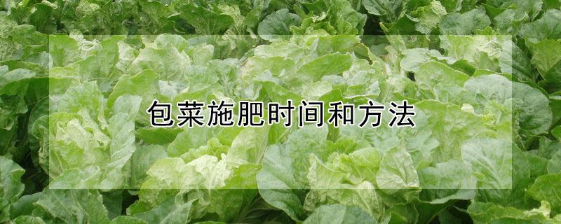 包菜施肥时间和方法（包菜多久施一次肥）