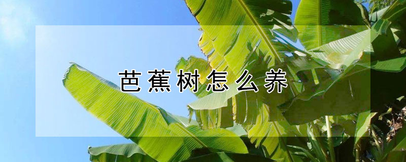 芭蕉树怎么养（盆栽芭蕉树怎么养）