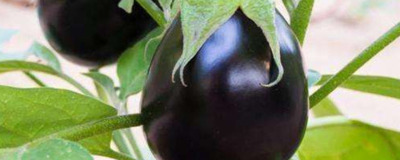 茄子怎样打叶和整枝（茄子如何打叶）