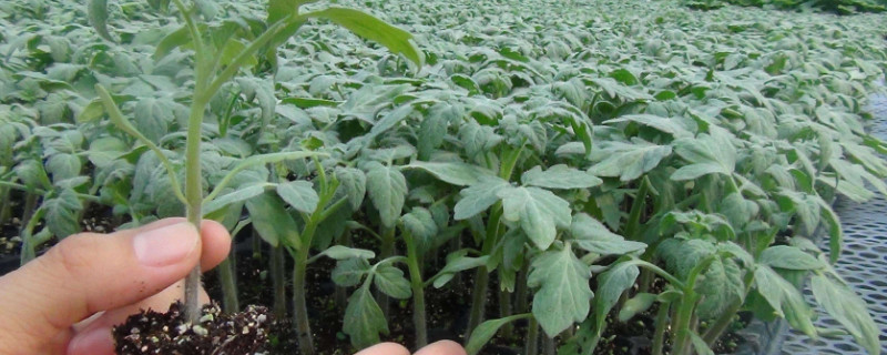西红柿苗移栽后怎么管理 西红柿苗移栽后怎么管理好