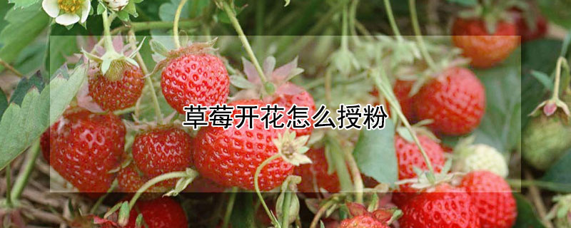 草莓开花怎么授粉（草莓开花授粉视频）