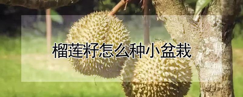 榴莲籽怎么种小盆栽（榴莲籽怎么种小盆栽图片）