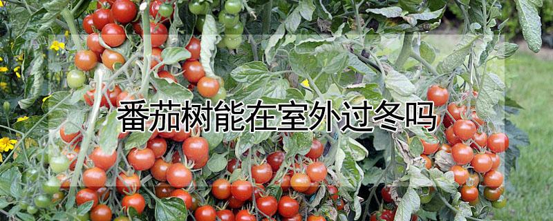 番茄树能在室外过冬吗（多年生番茄树如何过冬天）