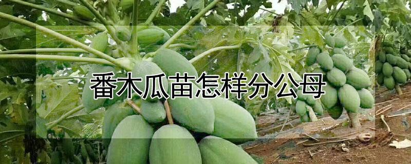 番木瓜苗怎样分公母 木瓜苗怎么分公母