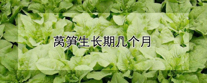 莴笋生长期几个月（莴笋生长期多长时间）