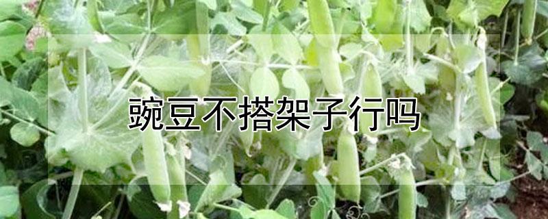 豌豆不搭架子行吗（豌豆用搭架子吗）