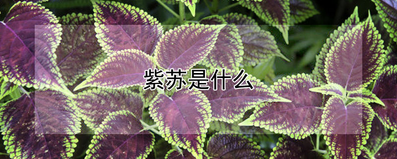 紫苏是什么 紫苏是什么植物