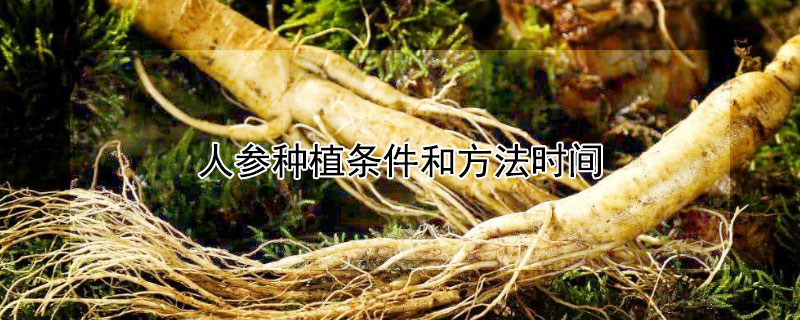 人参种植条件和方法时间 人参种植条件和方法时间视频