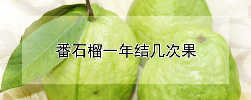 番石榴一年结几次果 番石榴树一年结几次果
