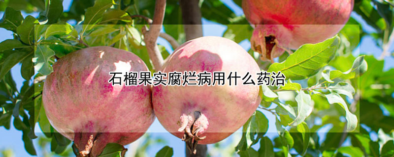 石榴果实腐烂病用什么药治（石榴果腐病怎样治疗）