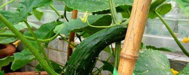 种植黄瓜用打叉吗 种植黄瓜用打叉吗图片
