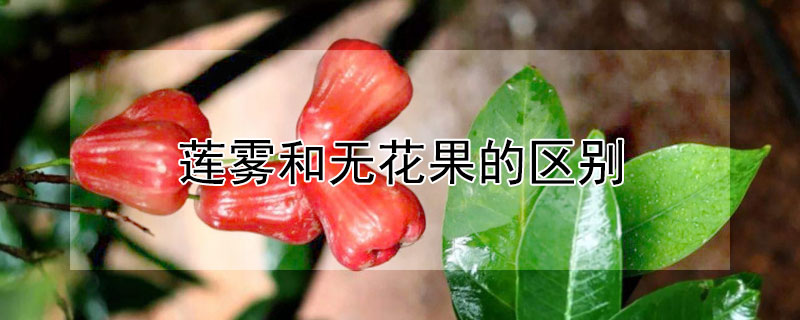 莲雾和无花果的区别（无花果和连雾的区别）