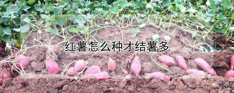 红薯怎么种才结薯多（红薯直接种地里能结红薯吗）