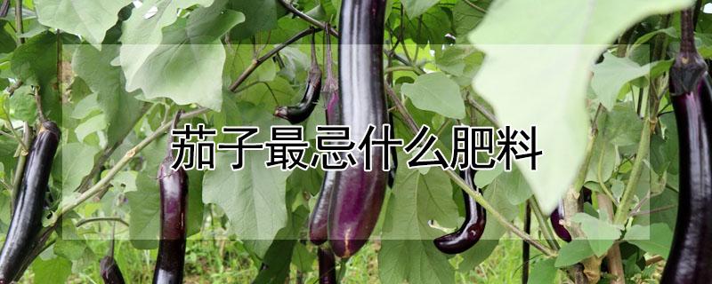 茄子最忌什么肥料（茄子最忌什么肥料呢）