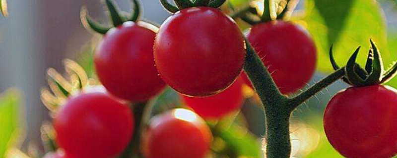 西红柿长多高才打顶 西红柿多高开始打顶