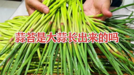 蒜苔是大蒜长出来的吗（蒜苔是大蒜长出来的吗能吃吗）