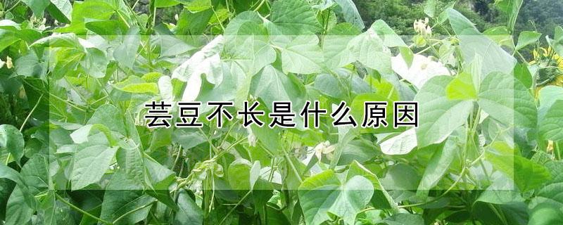 芸豆不长是什么原因 芸豆长不直怎么回事