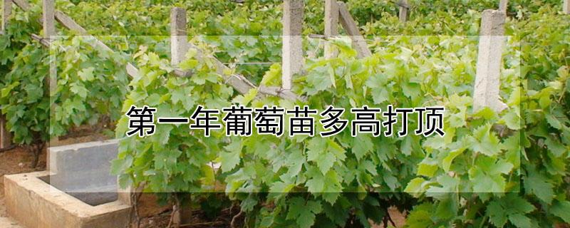 第一年葡萄苗多高打顶 葡萄苗什么时候打顶