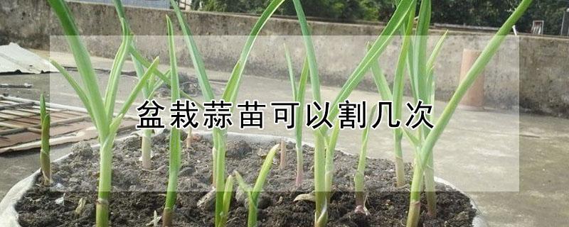 盆栽蒜苗可以割几次 蒜苗可以割多少次