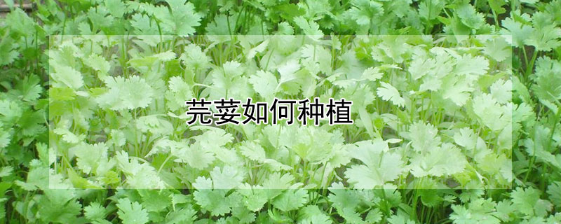 芫荽如何种植（芫荽如何种植比较茂盛）
